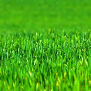 A photo of grass (partly blurred), useful as background