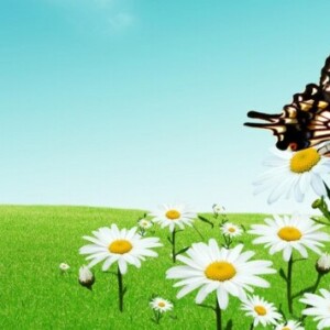 Beautiful summer day with chamomile and butterfly